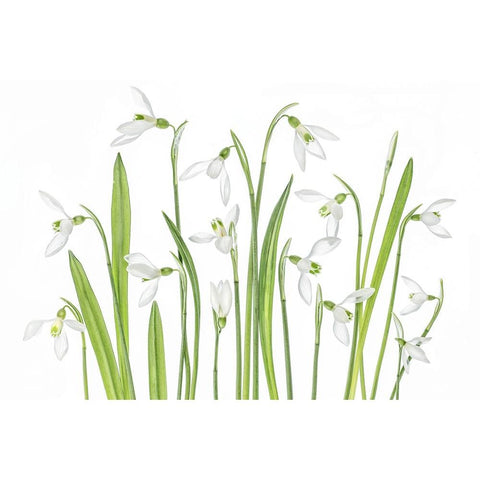 First Snowdrops Black Modern Wood Framed Art Print with Double Matting by Disher, Mandy