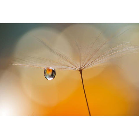 Little Night Music... Gold Ornate Wood Framed Art Print with Double Matting by Nan, Juliana