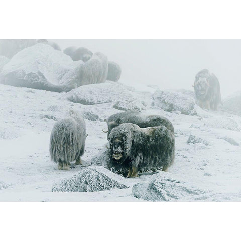 Musk Ox-Between The Fog And Frost White Modern Wood Framed Art Print by Damico, Giuseppe