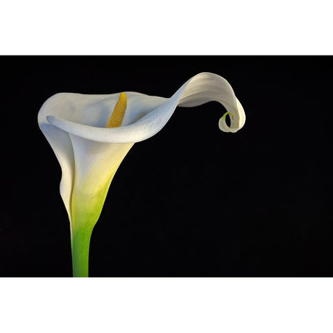 Cala-Lirio De Agua White Modern Wood Framed Art Print by Rodriguez Maldonado, Antonio