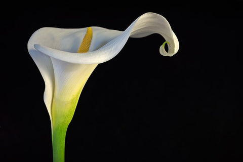 Cala-Lirio De Agua Black Ornate Wood Framed Art Print with Double Matting by Rodriguez Maldonado, Antonio