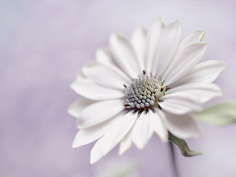 Wintery White Modern Wood Framed Art Print with Double Matting by Westum, Heidi