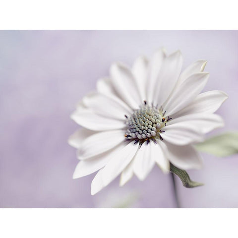 Wintery White Modern Wood Framed Art Print by Westum, Heidi