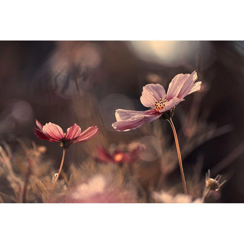 Flowers Of Innocence Gold Ornate Wood Framed Art Print with Double Matting by Bravin, Fabien