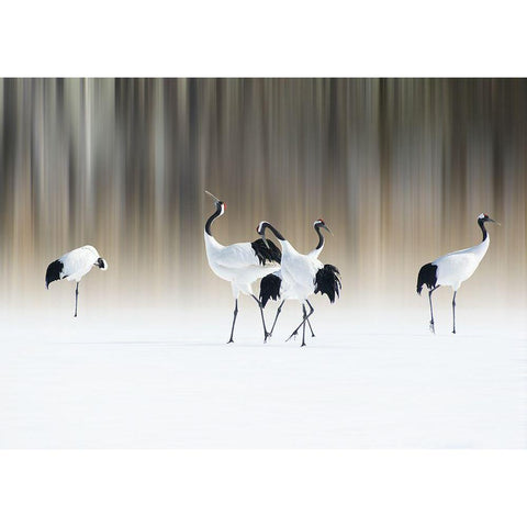 Red-Crested White Cranes White Modern Wood Framed Art Print by Iga, Ikuo