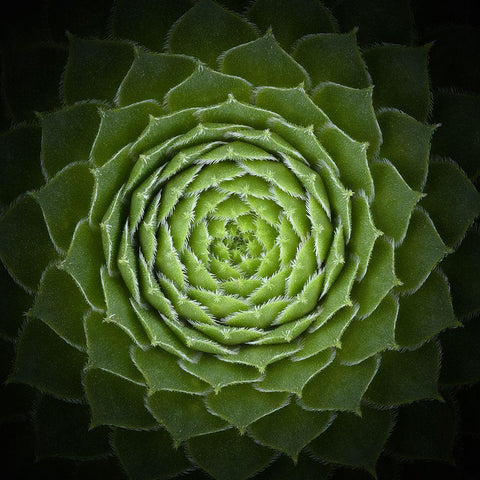 Succulent Black Modern Wood Framed Art Print by Mozqueda, Victor