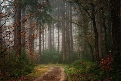 Reveries Black Ornate Wood Framed Art Print with Double Matting by Borggreve, Ellen