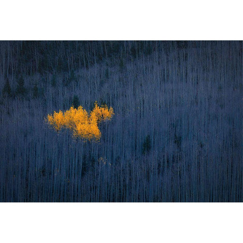 Heart Of Aspens Black Modern Wood Framed Art Print with Double Matting by Zheng, Michael