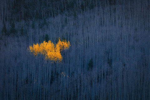 Heart Of Aspens Black Ornate Wood Framed Art Print with Double Matting by Zheng, Michael