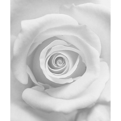 The Rose Black Modern Wood Framed Art Print with Double Matting by Lagaa, Kahar