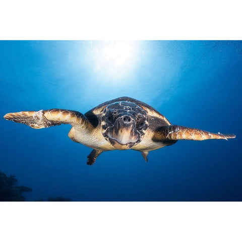 Face To Face With A Hawksbill Sea Turtle Black Modern Wood Framed Art Print with Double Matting by Gabriel, Barathieu