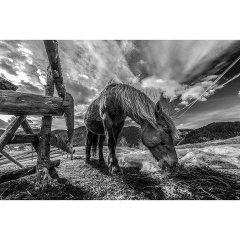 The Horse White Modern Wood Framed Art Print by Faris