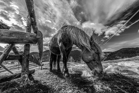 The Horse White Modern Wood Framed Art Print with Double Matting by Faris