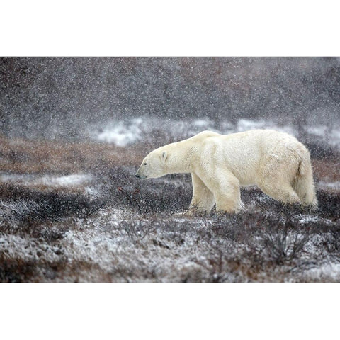 Snowing Time Black Modern Wood Framed Art Print by Catta, Alessandro