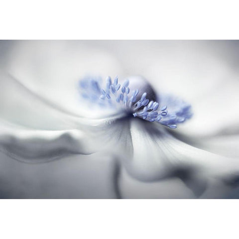 Anemone Spirit White Modern Wood Framed Art Print by Disher, Mandy