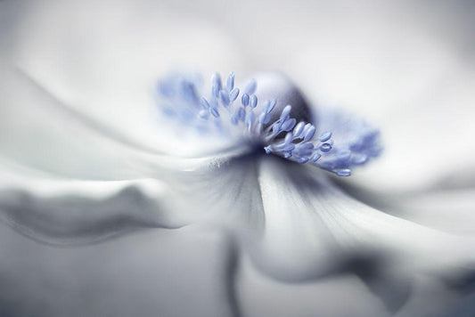 Image Only