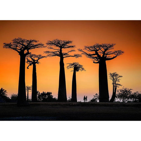 Sunset In Morondava White Modern Wood Framed Art Print by Ren Rong, Raymond