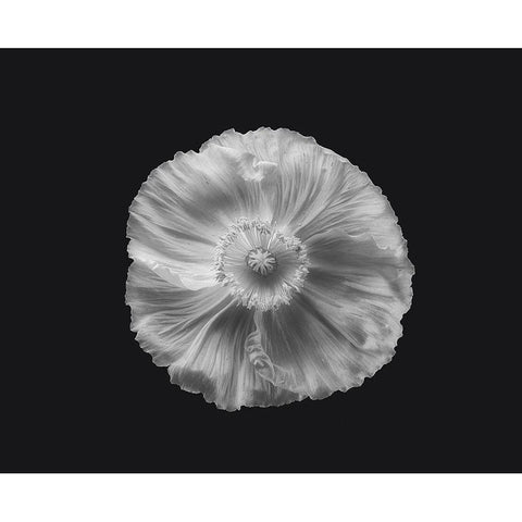 Poppy In Mono Black Modern Wood Framed Art Print with Double Matting by Gronkjar, Lotte