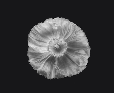 Poppy In Mono White Modern Wood Framed Art Print with Double Matting by Gronkjar, Lotte
