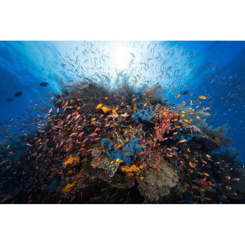 Life Explosion White Modern Wood Framed Art Print by Gabriel, Barathieu