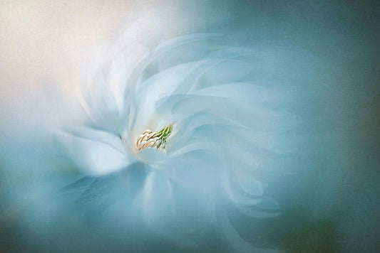 Image Only