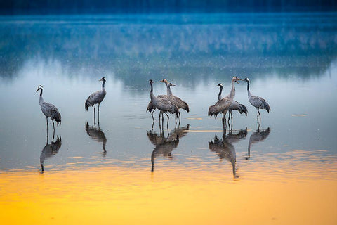 Untitled Black Ornate Wood Framed Art Print with Double Matting by Amer, Eyal