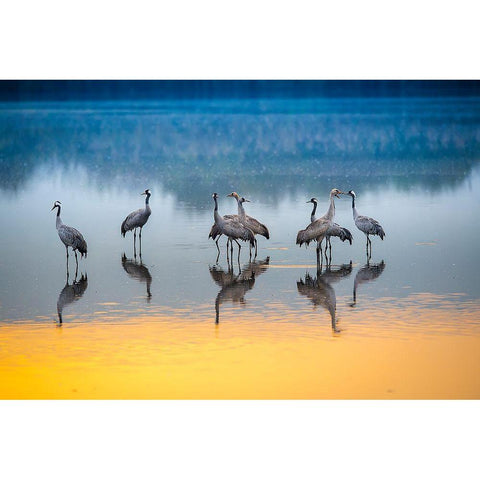 Untitled Black Modern Wood Framed Art Print by Amer, Eyal