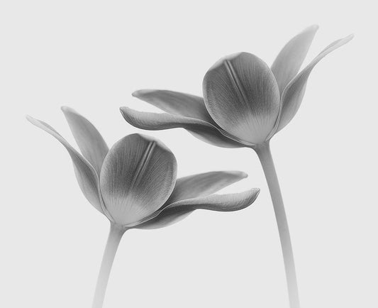Image Only