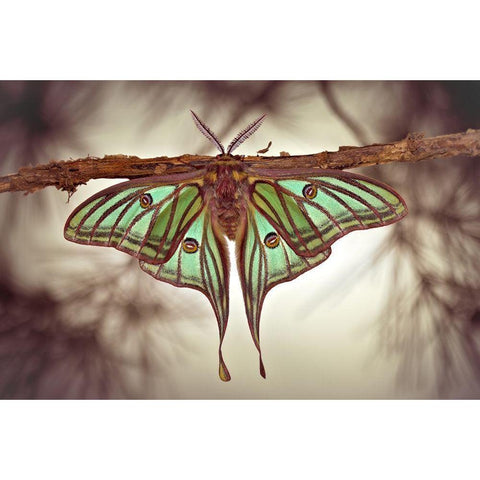 Mariposa Isabelina White Modern Wood Framed Art Print by Hoffman, Jimmy