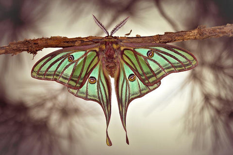 Mariposa Isabelina White Modern Wood Framed Art Print with Double Matting by Hoffman, Jimmy