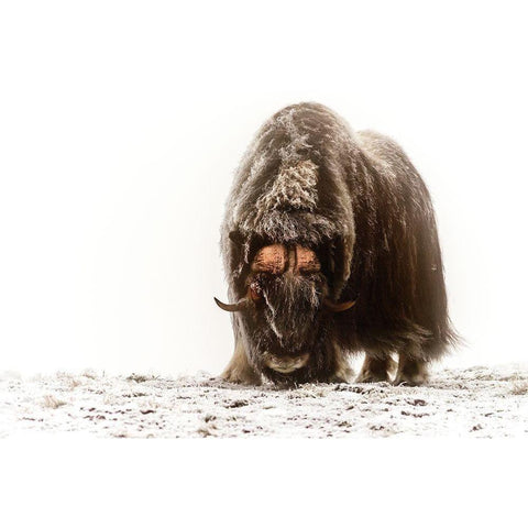 Between The Fog And Frost White Modern Wood Framed Art Print by Damico, Giuseppe