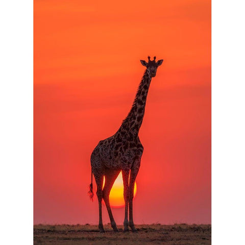 Sunset Giraffe Black Modern Wood Framed Art Print with Double Matting by Zhao, Henry