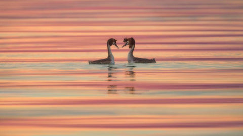 Lovers White Modern Wood Framed Art Print with Double Matting by Marchegiani, Roberto