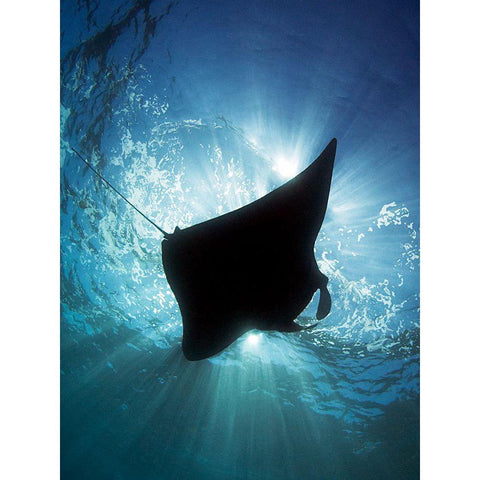 Manta Silhouette White Modern Wood Framed Art Print by Jager, Henry