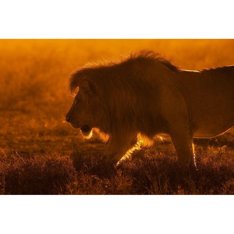 Shiny King Black Modern Wood Framed Art Print by Alnaser, Mohammed