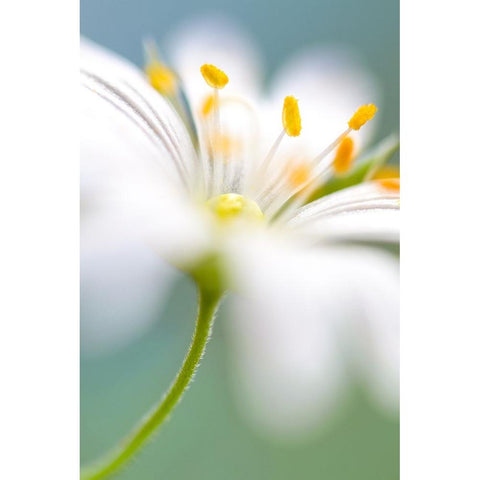 Stitchwort Surprise Black Modern Wood Framed Art Print with Double Matting by Disher, Mandy