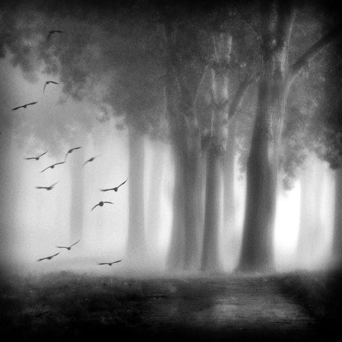 Morning Trees White Modern Wood Framed Art Print with Double Matting by Van Bijnen, Jacqueline