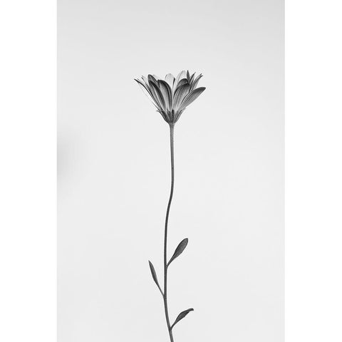 Daisy Black Modern Wood Framed Art Print by Lagandre Transgressed, Thierry