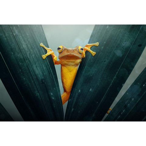 Gold Frog Black Modern Wood Framed Art Print by Priyadi, Andri