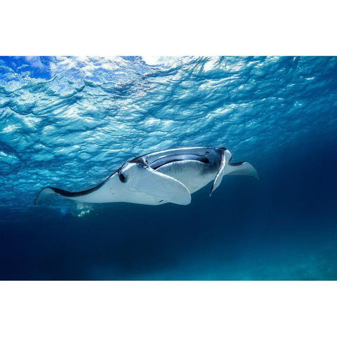 Manta Ray Black Modern Wood Framed Art Print by Gabriel, Barathieu