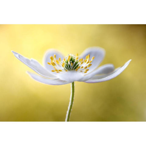 Wood Anemone Gold Ornate Wood Framed Art Print with Double Matting by Disher, Mandy