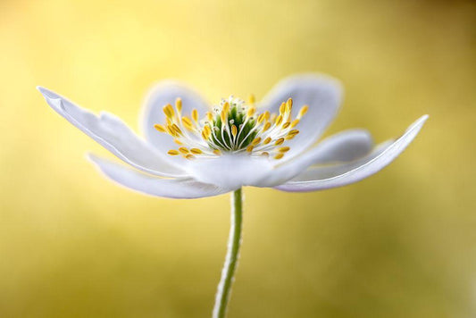 Image Only