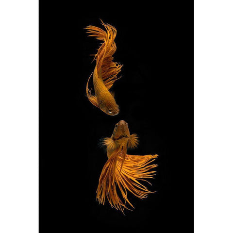 Love Story Of The Golden Fish Black Modern Wood Framed Art Print by Rahayu, Ganjar