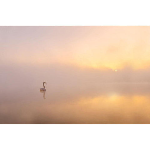 Misty Morning Black Modern Wood Framed Art Print by Gritzmann, Katarzyna