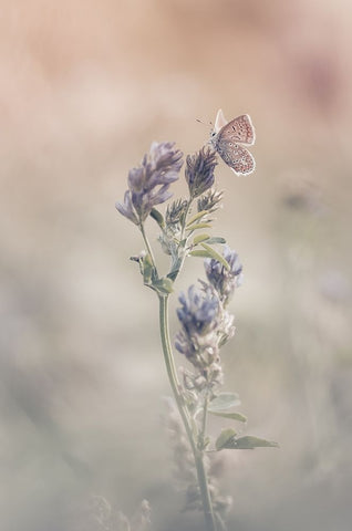 Sweet World Black Ornate Wood Framed Art Print with Double Matting by Bastien, Sam