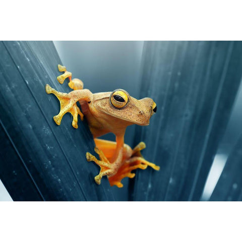 Frog - The Gold Black Modern Wood Framed Art Print by Priyadi, Andri