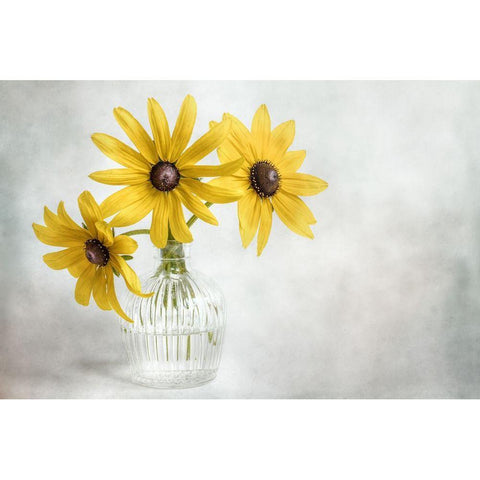 Rudbeckia Black Modern Wood Framed Art Print with Double Matting by Disher, Mandy
