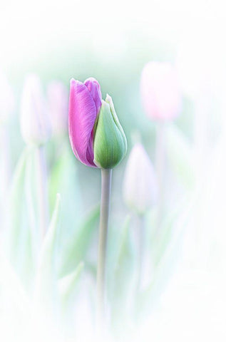 Elegant Black Ornate Wood Framed Art Print with Double Matting by Jacobs, Lydia