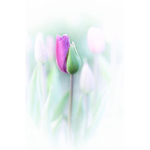 Elegant White Modern Wood Framed Art Print by Jacobs, Lydia