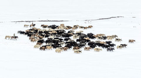 Yaks In Snow White Modern Wood Framed Art Print with Double Matting by Zhu, Hua